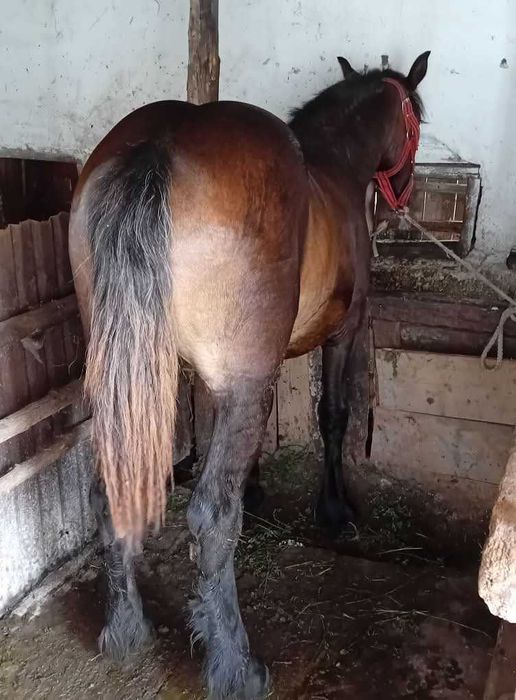 Vând manză de 1,5 luni