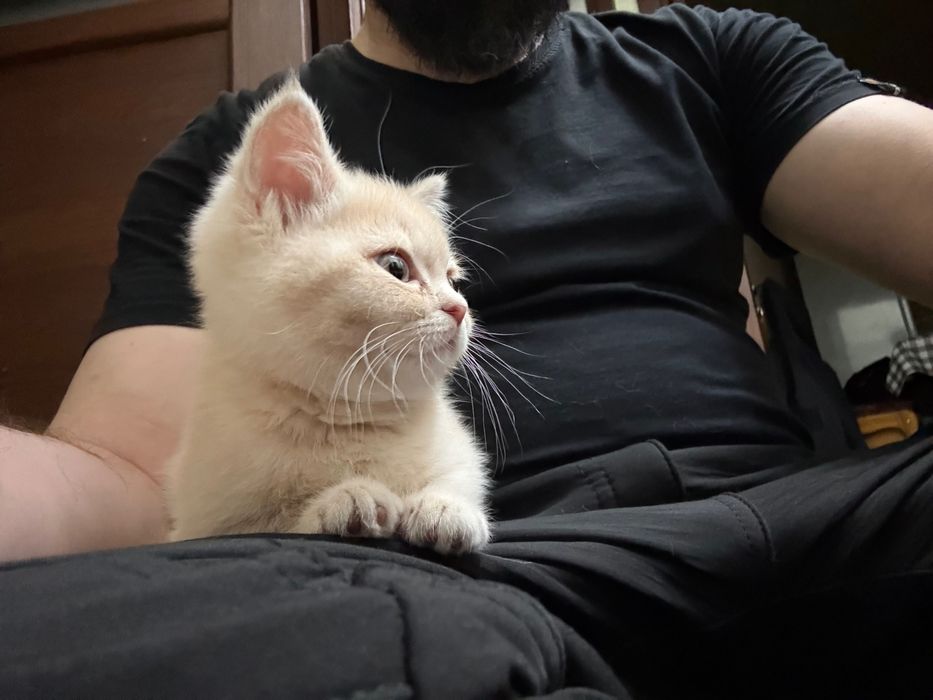 Mushuk bolasi sotiladi