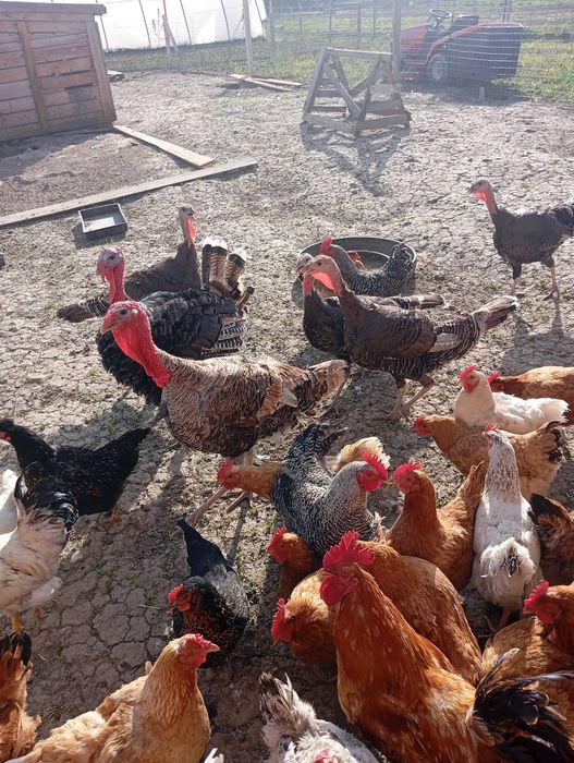 Ouă de curcă și de găină  de vânzare