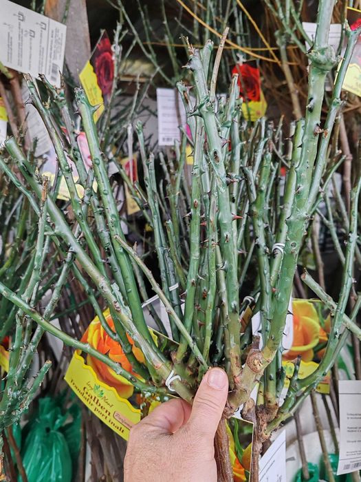 pom trandafir cu rădăcină impachetata