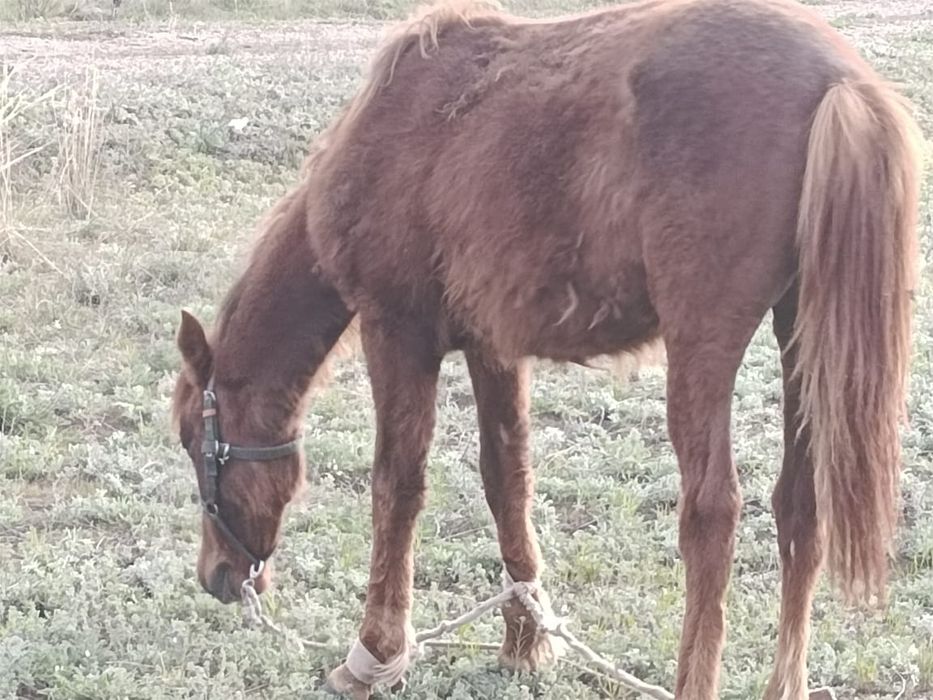 Ургашы тай бар сатылады