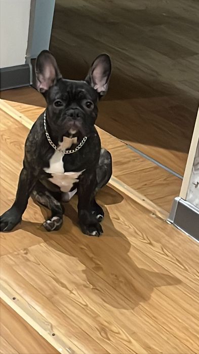 Французский бульдог щенок