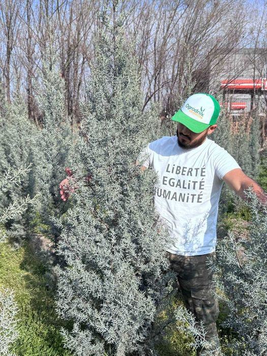 Кипарис Аризоника