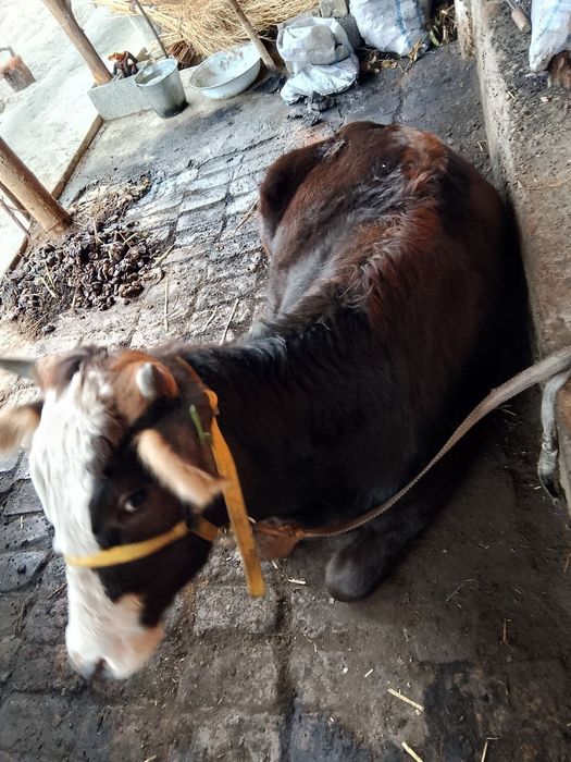 Shivet xunajin sotiladi zotdor