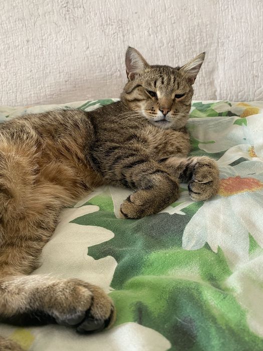 Дарю кастрированого кота