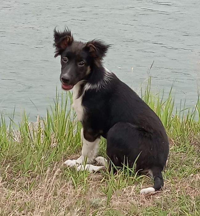 Щенок ищет дом, отдаётся щенок в добрые руки