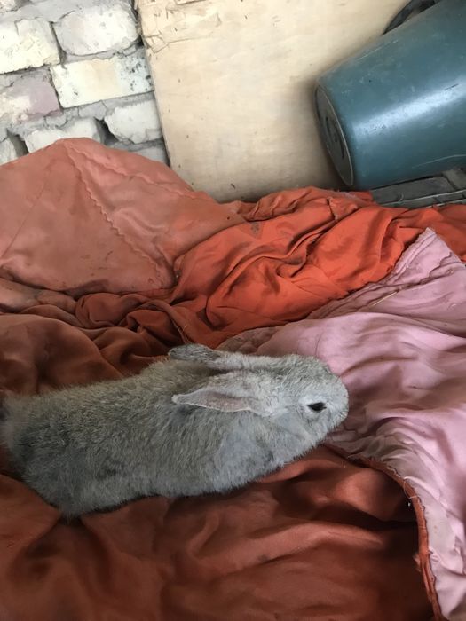 Quyon bolalari kelishtiramiz