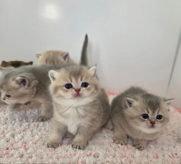 Британские котята