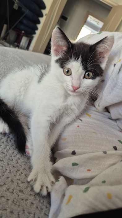 Отдам котенка бесплатно