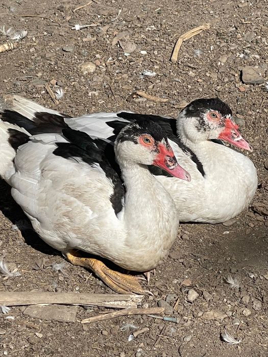 Vând rățoi mut  în vârstă de 3 luni jumate