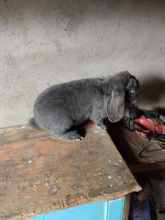 Mascul berbec german