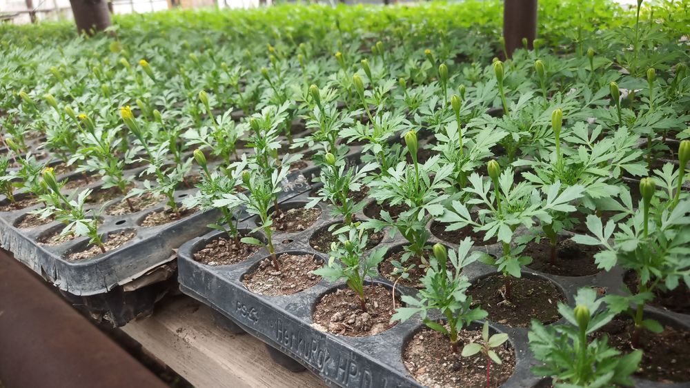 Цветы рассада бархатцы и др.