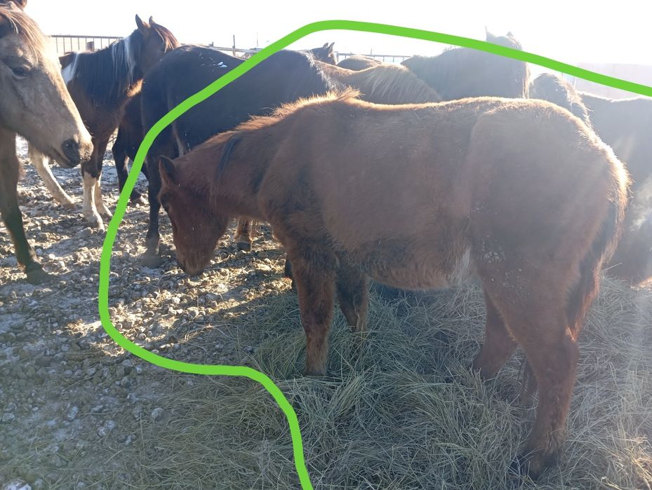 Продам тайчиков, в мае будет 2 года