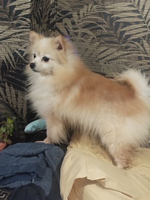 Померан женско  за повече инф на лично