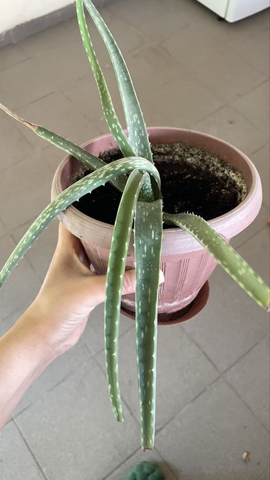 Алоэ вера домашнее расстение