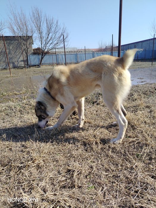 Alabay zotli itimiz bor