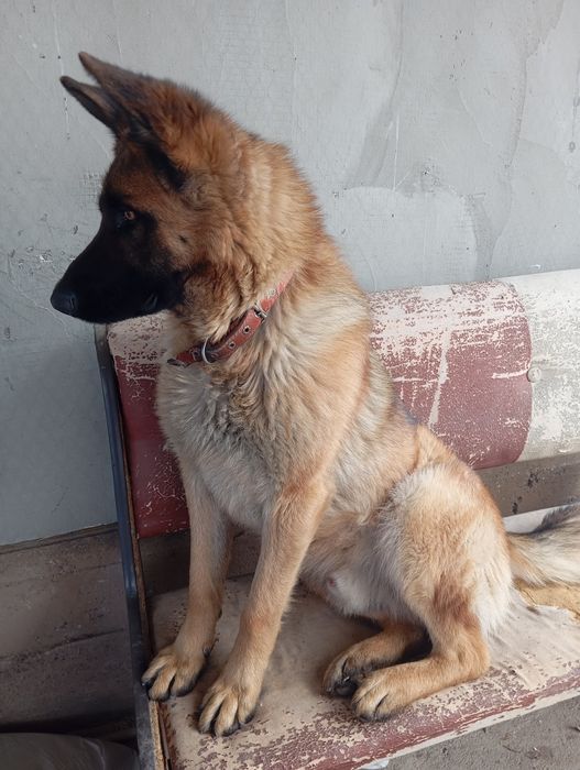 Животные собаки овчарка