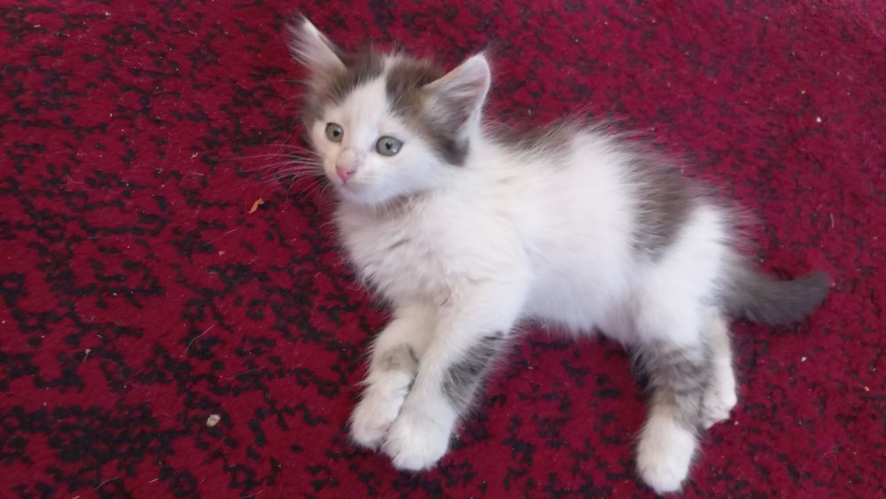 Отдам двух котиков