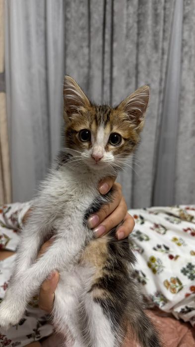 Продается кот ,мальчик