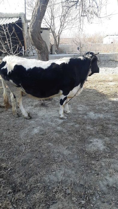 Boqiladigan sigir sotiladi