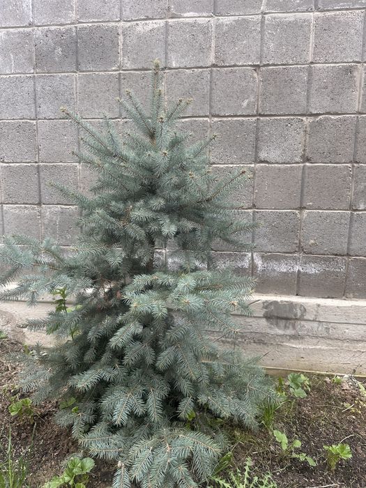 Голубая ель елка