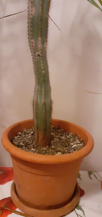 De vanzare cactus