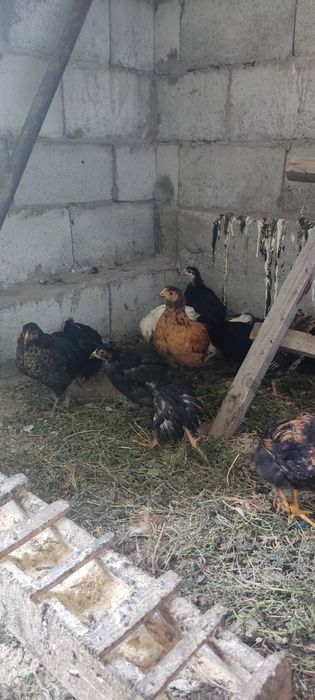 Продам домашних цыплят