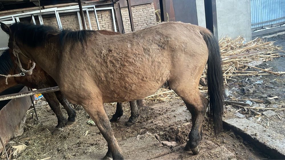 Бие бес жасар, донежін байтал