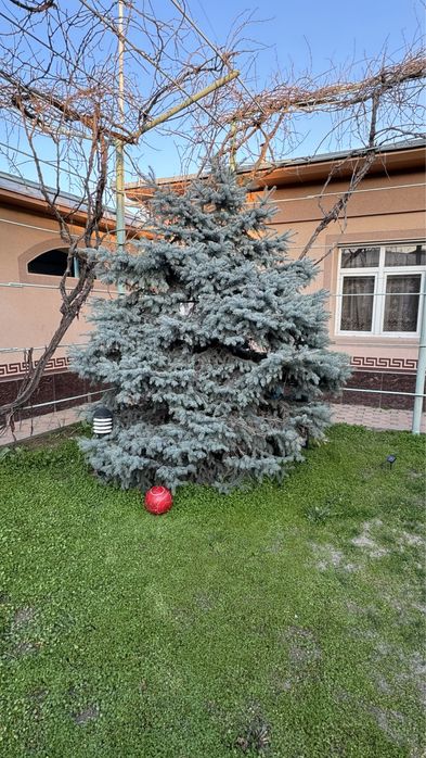 Juda kotta va ko'rkam ko'k archa/ Большая и красивая голубая ель.