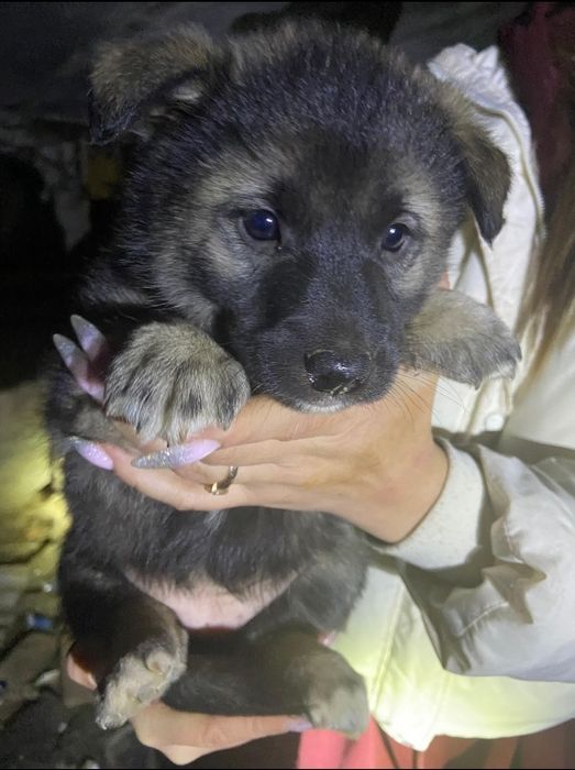 Отдам щенят в добрые руки