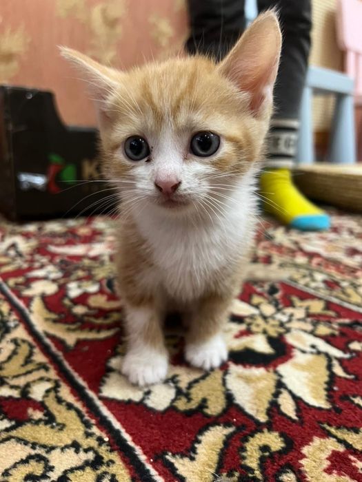 Отдам котенка в добрые руки.