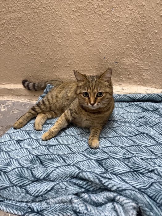 Кошечка в добрые руки