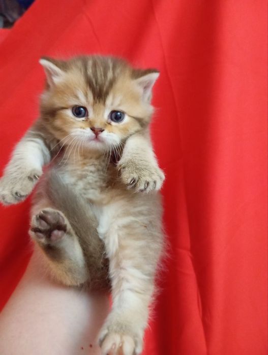 скотиш страйт девочка золотая шиншилла