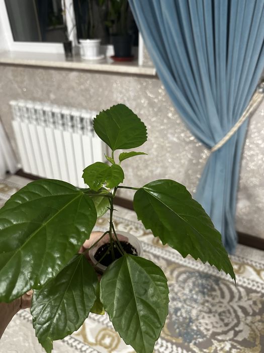 Комнатные цветы разных видов