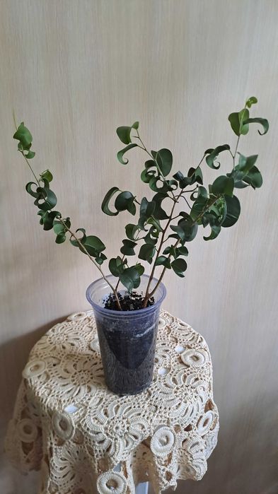 Фикус Бенжамина Барок