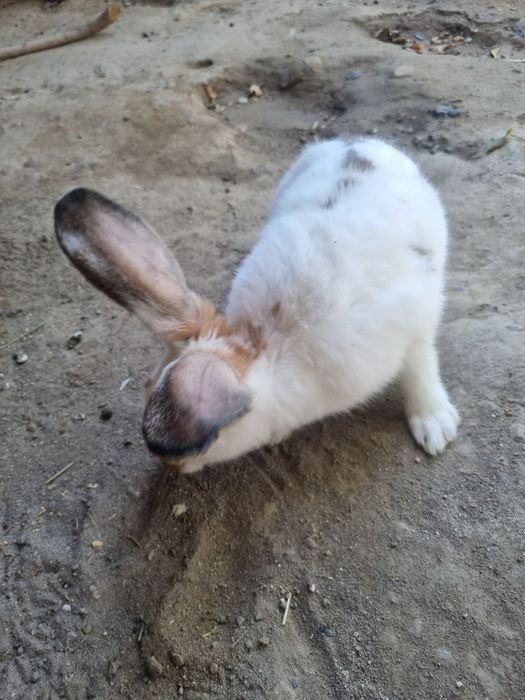 Sotiladi gibrid quyonlar yes ichishlari yaxshi