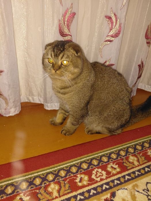 Scottish fold zoti toza  
6 oylik o'g'il bola
Prifkalarini olgan 
Pasp