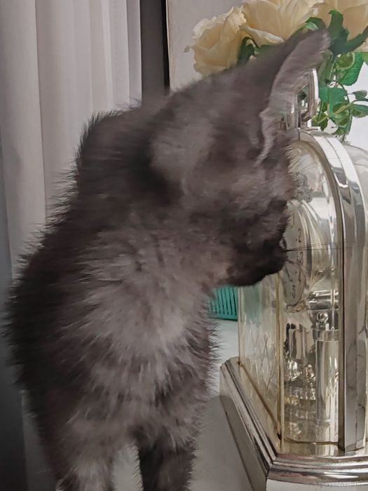 Котята полубританцы бесплатно