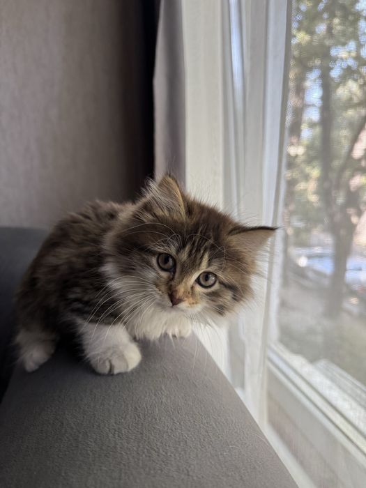 Котёнок девочка