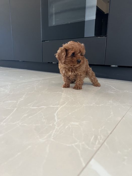 Кавапу / Cavapoo