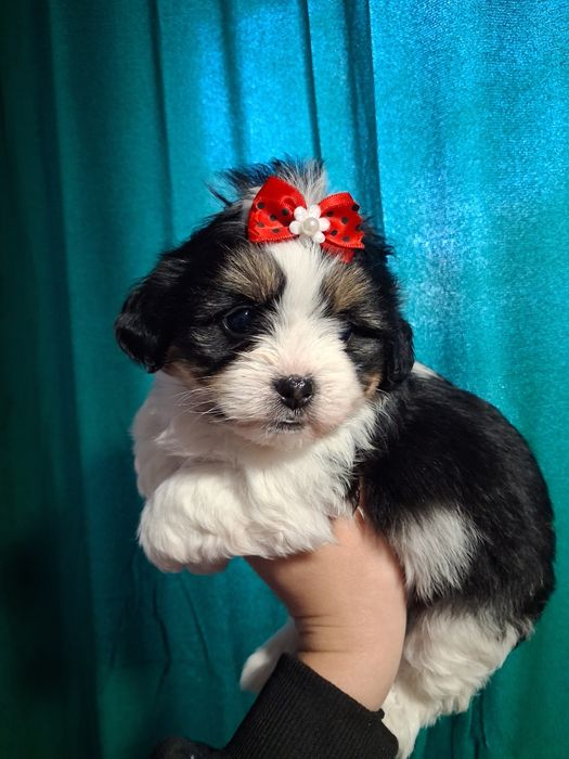 Bichon maltez 600 lei