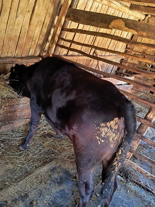 Vițea angus de carne