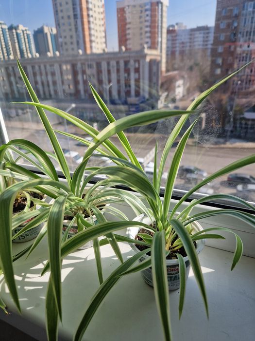 Продам хлорофитум.