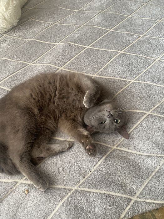 Отдам кота в добрые руки