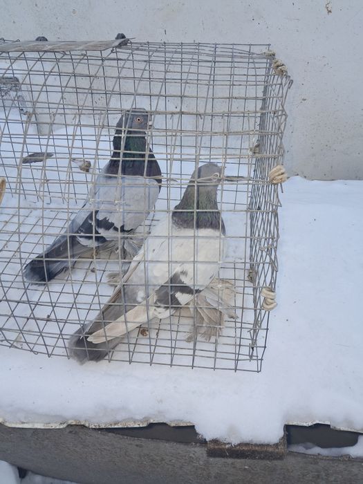 Породистые голуби