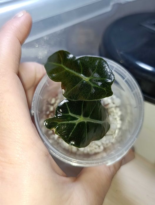 Цветы.Алоказия Полли фергана