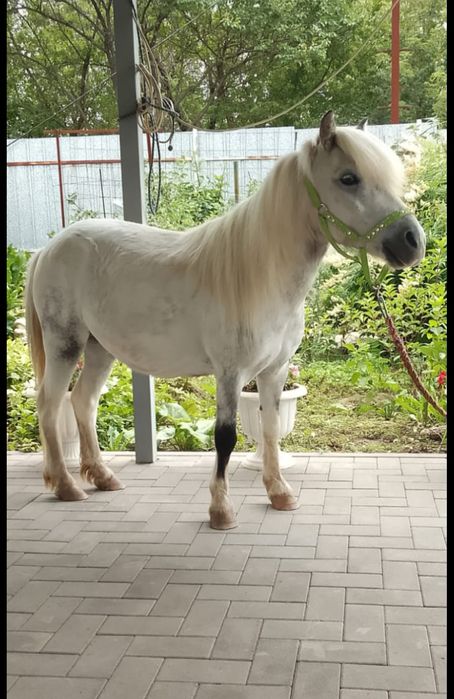 Продается Пони Кобылка 4 года