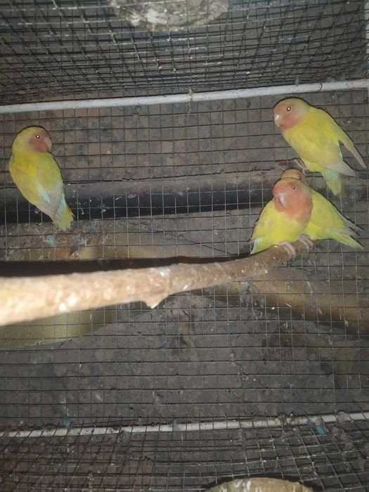 Karella , Valnisti , Nerazuchka saru papugay, To'tiqushlar