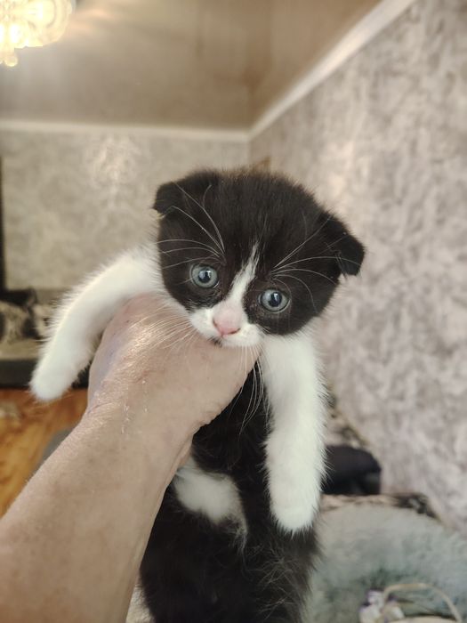Шотландская малышка