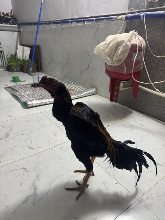 жужа хороз сотилади